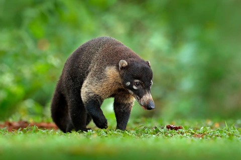 Raccoon, Procyon lotor, on the tree in National Park Manuel Antonio, Costa Rica. Animal in the