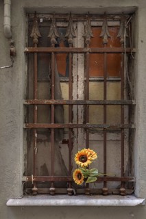 Barred window decorated with a plastic sunflower, historic centre of Genoa, Italy