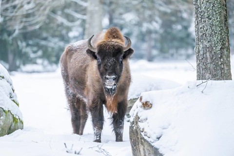 European bison (Bison bonasus) or Wisent standing on a meadow next to the forest in winter, snow,