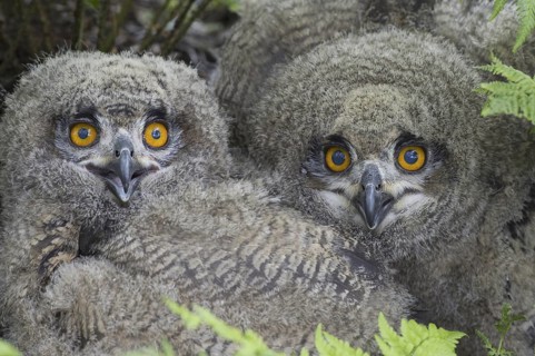 Eurasian Eagle-Owl (Bubo bubo) juvenile, Lower Saxony, Germany