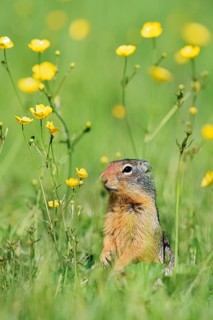Columbia ground squirrel (Urocitellus columbianus, Spermophilus columbianus) in a flower meadow,