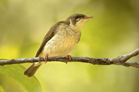 Brown-backed Honeyeater (Ramsayornis modestus), Queensland, Australia