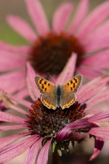 Small copper butterfly (Lycaena phlaeas) adult insect feeding on a garden Coneflower (Echinacea