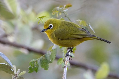 Cape White-eye (Zosterops virens), South Africa