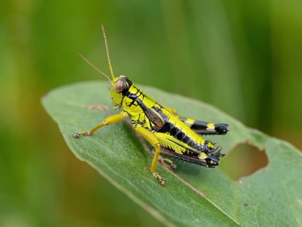 Green mountain grasshopper (Miramella alpina), Grasshopper, Green Mountain Grasshopper,