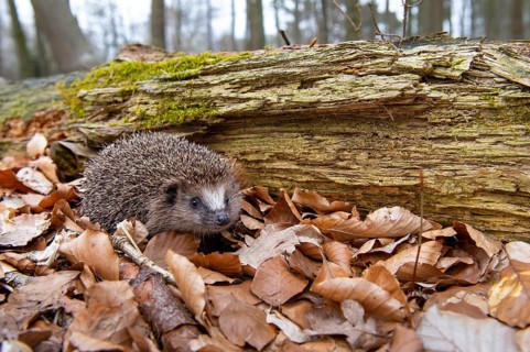 Hedgehog (Erinaceidae) on the forest floor looking for winter quarters, Cloppenburg, Lower Saxony,