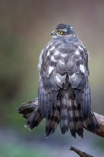 Eurasian Sparrowhawk (Accipiter nisus) female perched on a branch, drying its feathers,