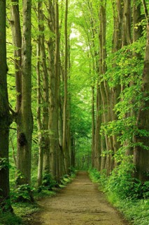 Hiking trail through an old lime tree avenue on the Schaalsee, Schaalsee Biosphere Reserve,