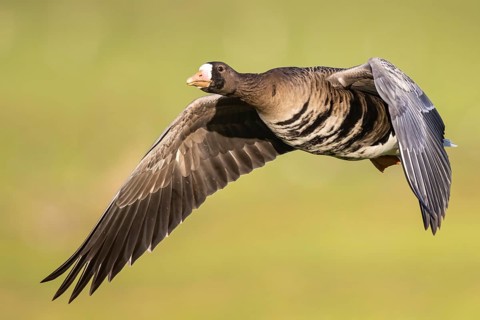 Greater White-fronted Goose (Anser albifrons) flying, North Rhine-Westphalia, Germany