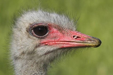 Common Ostrich (Struthio camelus), Western Cape, South Africa