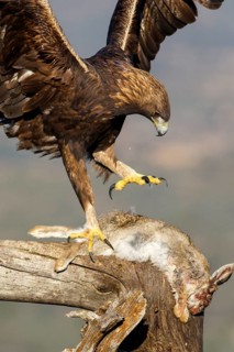 Golden Eagle (Aquila chrysaetos) male eating a rabbit, Castile and Leon, Spain