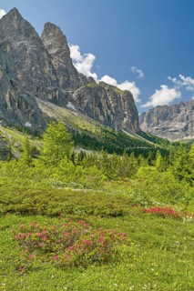 Sella Group with alpine roses, Gardena Pass, Passo Gardena, Selva di Val Gardena, South Tyrol,