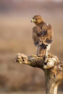 Bonelli's Eagle (Aquila fasciata) juvenile, Castile-La Mancha, Spain