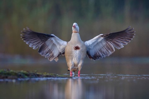 Egyptian Goose (Alopochen aegyptiaca) flapping wings, North Rhine-Westphalia, Germany