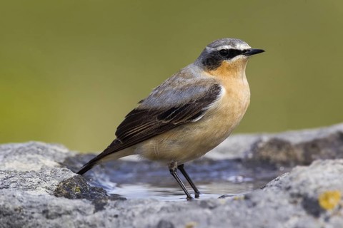 Northern Wheatear (Oenanthe oenanthe) male, Cheshire, United Kingdom