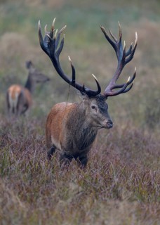 Red deer (Cervus elaphus), capital stag with adult standing in a meadow, rutting, Zealand, Denmark