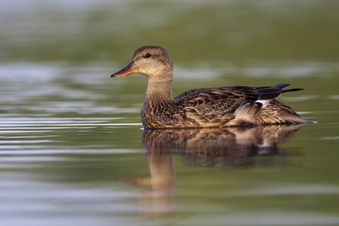 Gadwall (Mareca strepera) female, Andalusia, Spain