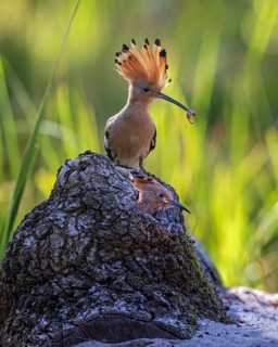 Eurasian Hoopoe (Upupa epops) at the breeding cavity, Saxony-Anhalt, Germany