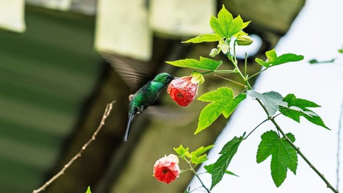 A vibrant green hummingbird feeds from a red flower. The scene is filled with the serene background