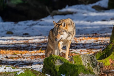 European gray wolf (Canis lupus lupus) standing in a forest in winter, snow, Bavaria, Germany