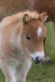 Falabella foal, The Falabella (Equus ferus caballus) is the smallest horse at all