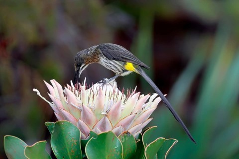Cape Honeybird (Promerops cafer), adult, male, on flower, foraging, Protea, vigilant, Kirstenbosch