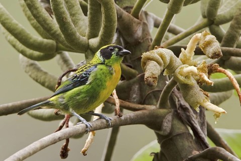 Green-and-gold Tanager (Tangara schrankii), Ecuador