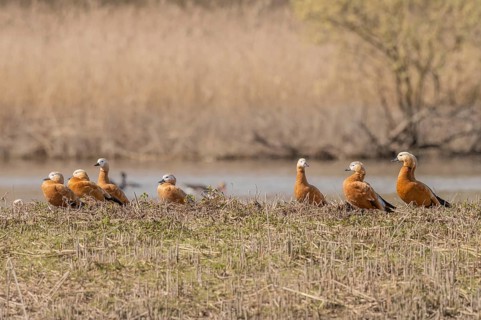 Orange (Tadorna ferruginea) Ruddy Shelduck birds rest on land near pond surrounded by tall grass.
