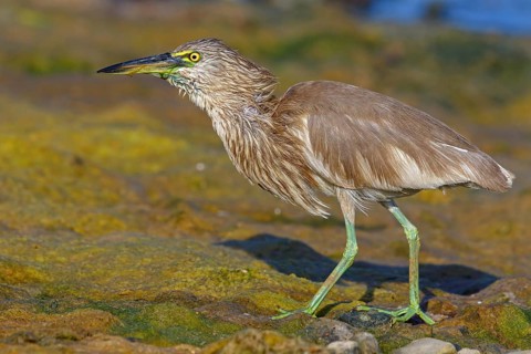 Animal, animals, bird, birds, heron, paddy heron, (Ardeola grayii), heron family, biotope, habitat,