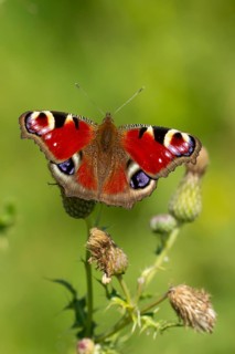 Peacock butterfly (Aglais io) adult insect feeding on Creeping thistle flowers in summer, England,