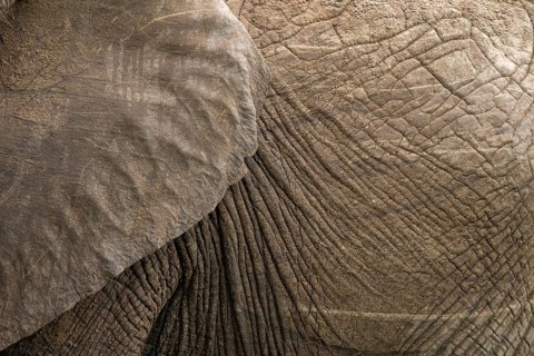 Detailed close-up of an elephant's wrinkled skin showcasing its unique texture and natural pattern.