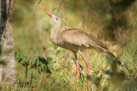 Red-legged Seriema (Cariama cristata), Bolivia