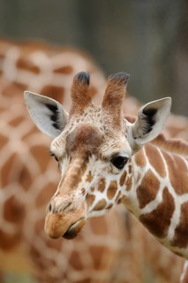 Head of the giraffe in front of a blurred background, showing its typical pattern, reticulated