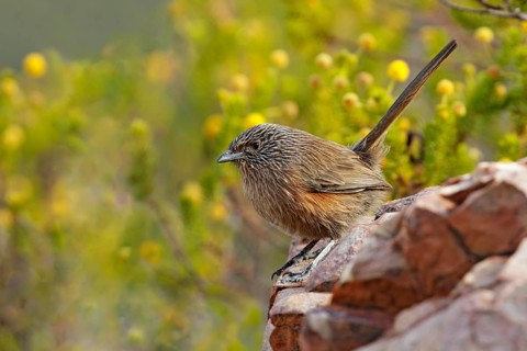 Dusky Grasswren (Amytornis purnelli), Northern Territory, Australia