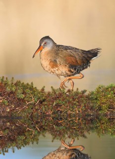 Virginia Rail (Rallus limicola), British Columbia, Canada