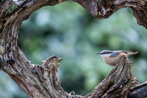 Nuthatch (Sitta europaea), Emsland, Lower Saxony, Germany