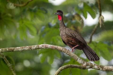 Crested guan in Corcovado national park