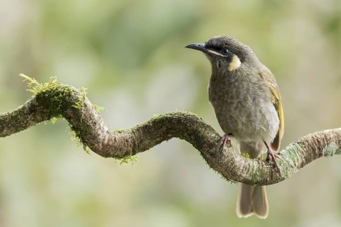 Lewin's Honeyeater (Meliphaga lewinii) perched on a branch in eastern Australia