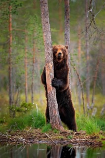 Bear standing, sit up on its hind legs, somerr forest with cotton grass. Dangerous animal in nature