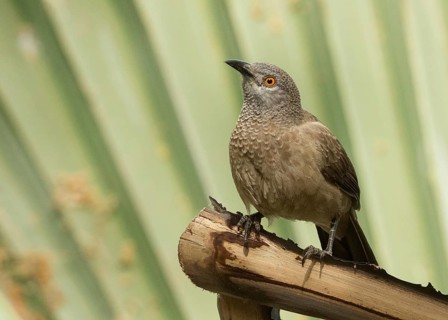 Brown Babbler (Turdoides plebejus), Gambia