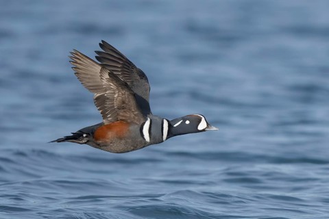 Harlequin Duck (Histrionicus histrionicus) male flying, Alaska, USA