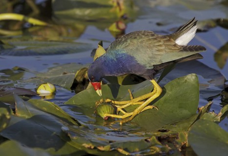Purple Gallinule (Porphyrio martinica), Florida, USA