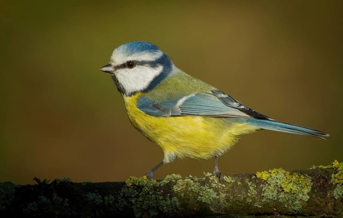 Eurasian Blue Tit (Cyanistes caeruleus) perched on a branch, Lower Saxony, Germany