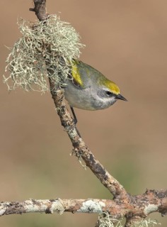 Golden-winged Warbler (Vermivora chrysoptera) female perched on a branch, Texas, USA