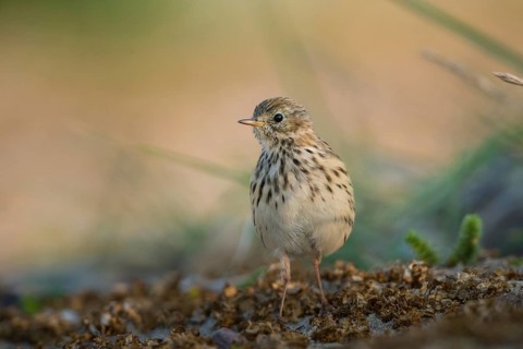 Meadow Pipit (Anthus pratensis), Schleswig-Holstein, Germany