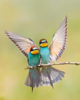 Bee-eater (Merops apiaster) approaching a twig, pair, couple, wildlife, animals, birds,