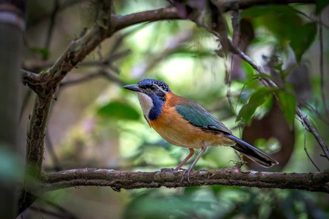 Pitta-Like Ground Roller, Blue-headed Roller (Atelornis pittoides) in the rainforests of eastern