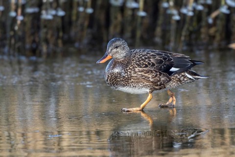 Gadwall (Mareca strepera) female on an ice surface, Mecklenburg-Western Pomerania, Germany