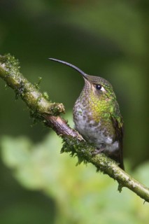 Mountain Velvetbreast (Lafresnaya lafresnayi) perched on a branch in Ecuador, South America