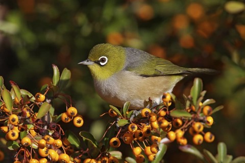 Silvereye (Zosterops lateralis), Australian Capital Territory, Australia